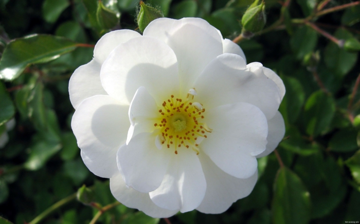 zarte rose wildrose garten strauch