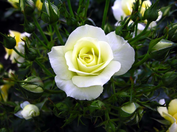 weiße rose zitronengelb nuance