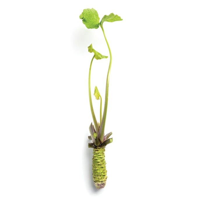 wie sieht die echte wasabi pflanze aus