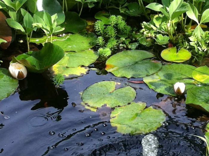Feng Shui Garten vier lotus Gartengestaltung Beispiele