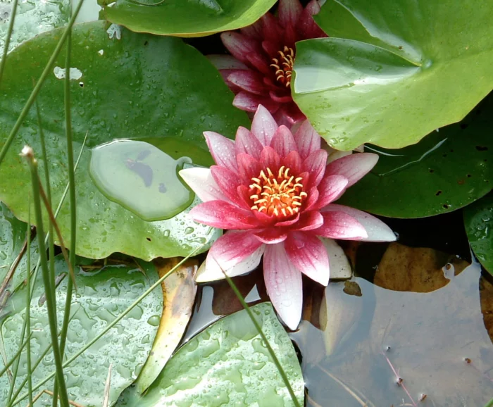 Gartengestaltung Beispiele Feng Shui Garten wasser lilie