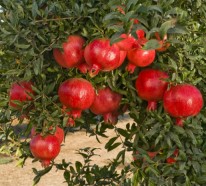 Granatapfel- Gesundheit in Rubinrot