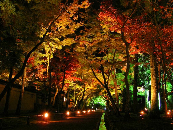 LED Beleuchtung Sommer Bäume
