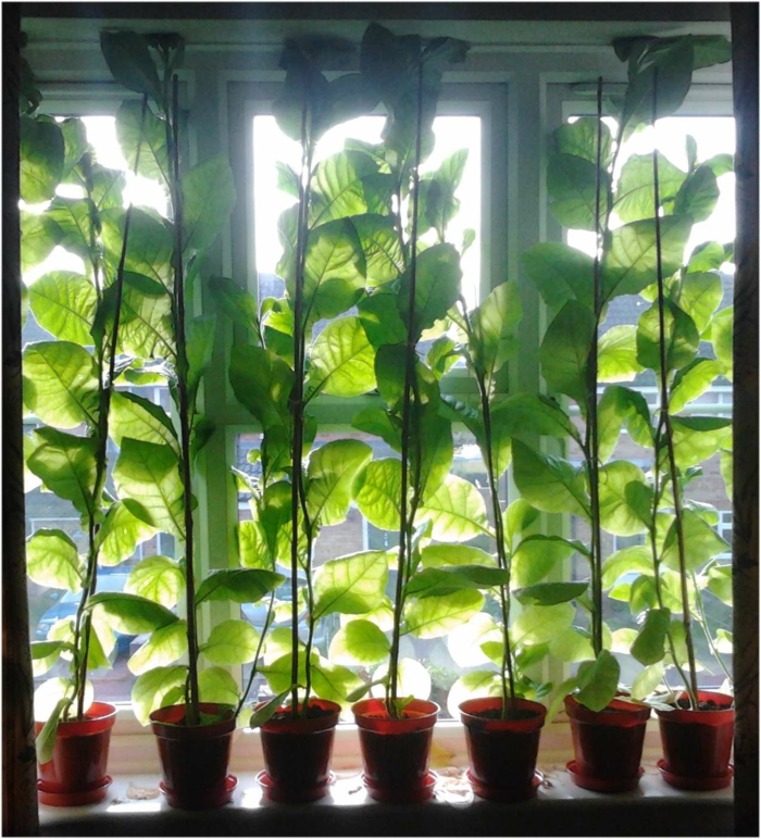 Sichtschutz für Fenster weisse gardinen mit  muster pflanzen