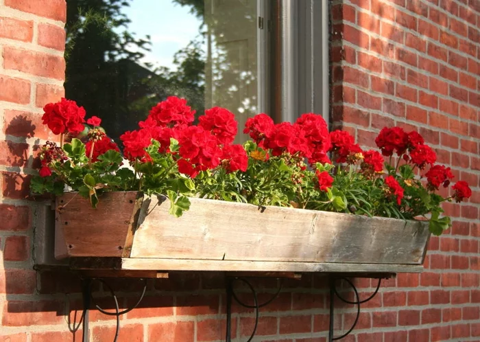  balkonpflanzen rote geranien fensterdeko ziegelfassade
