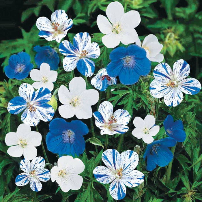 geranien ausgefallene blüten blau weiß