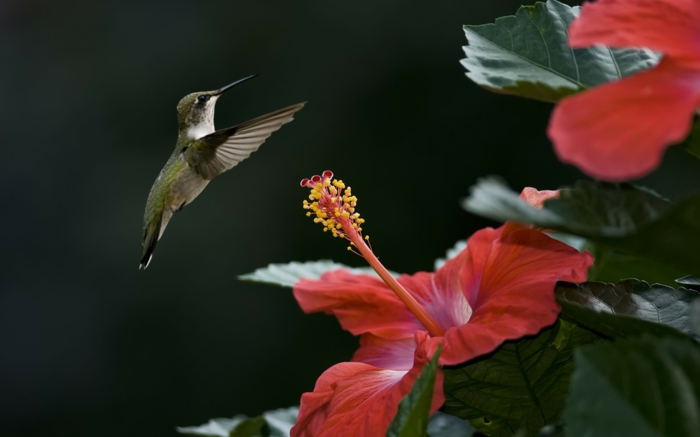 hibiskus exotische blumen sträucher kolibri