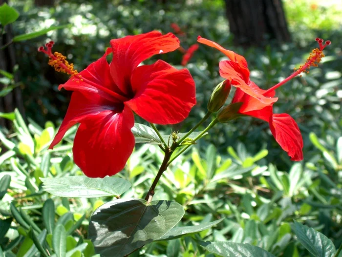 delphinium rote blüten strauch