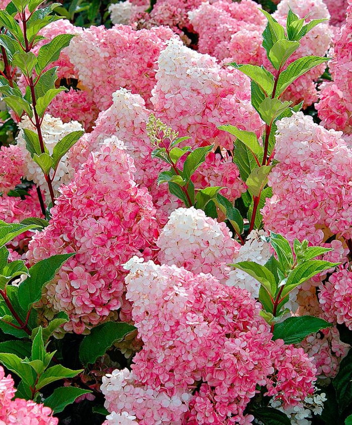 hortensie pflege Panicle Hydrangea garten