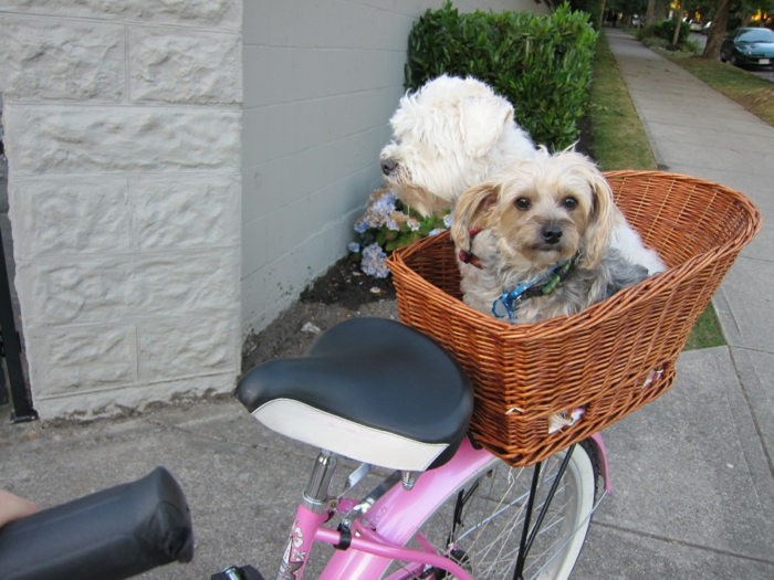 hundekorb fahrrad design mehrere hunde haustiere