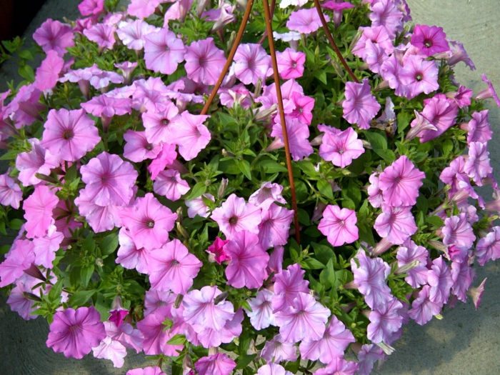  hängepflanzen balkon lila petunien