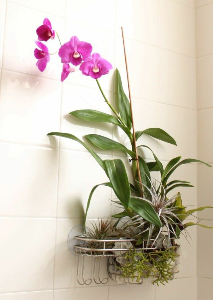 orchidee pflege lila blüten badezimmer dekorieren