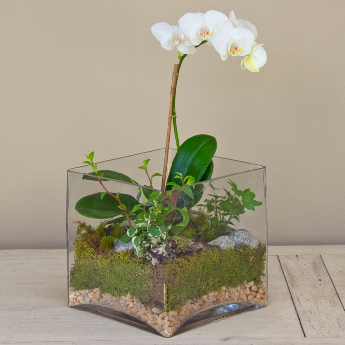 orchidee pflege tipps weiße blüten terrarium