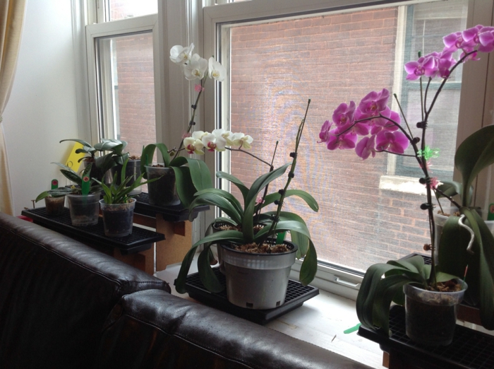 orchidee pflege verschiedene arten zimmerpflanzen