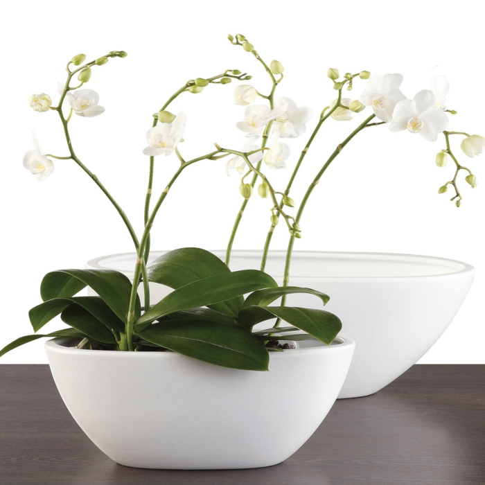 orchidee pflege weißer blumentopf zimmerpflanzen