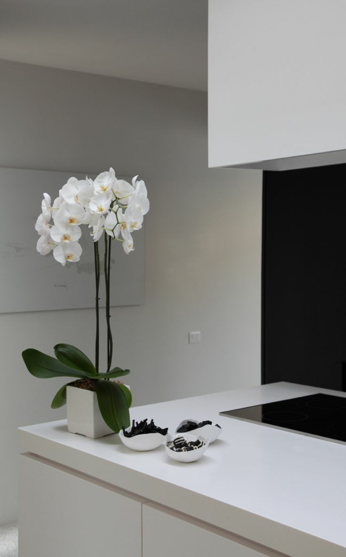orchideen pflegen Phalaenopsis orchid elegante weißer blumentopf