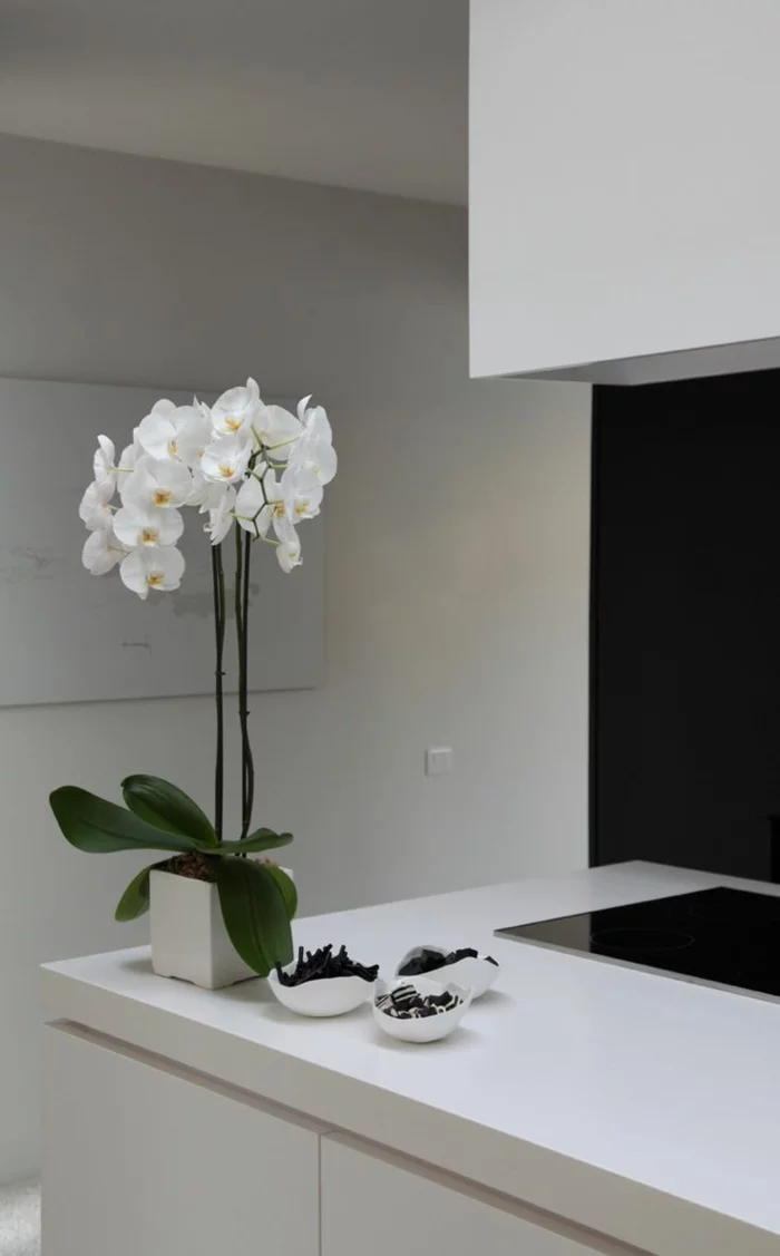 orchideen pflegen Phalaenopsis orchid elegante weißer blumentopf