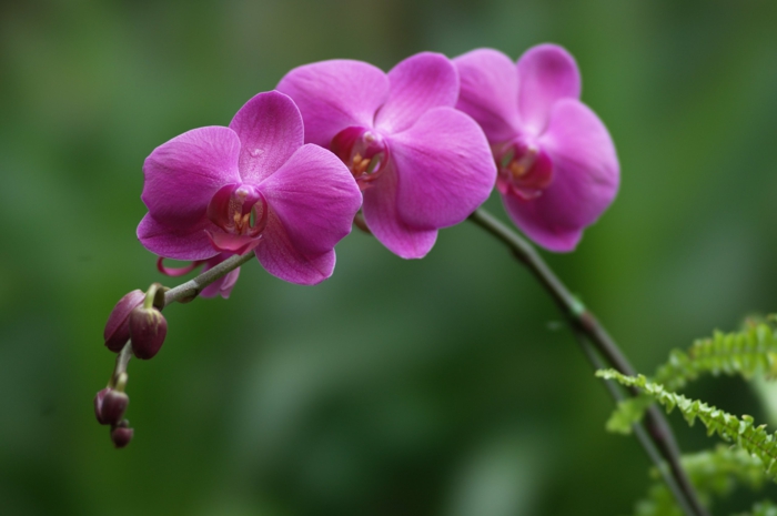 orchideen pflegen lila blüten verschiedene arten