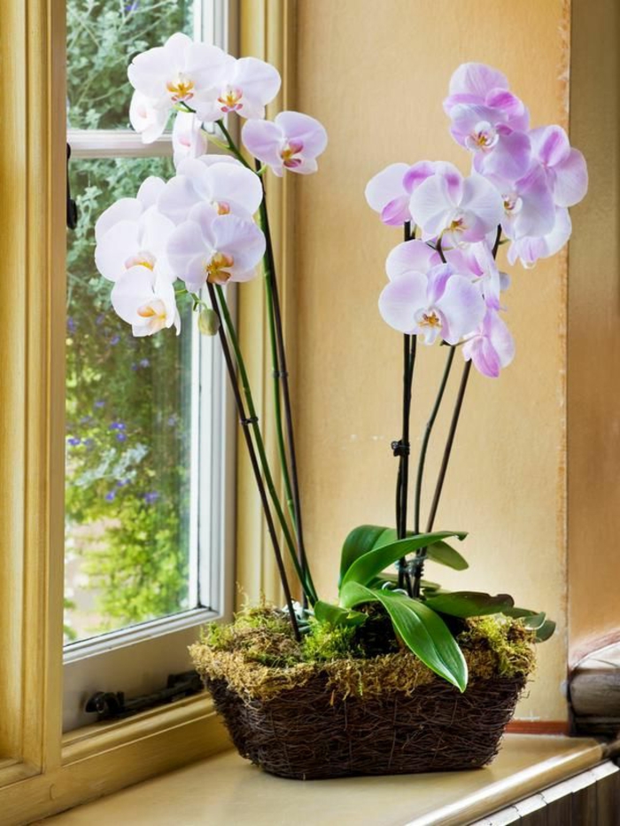  orchideen pflegen tipps fenster licht