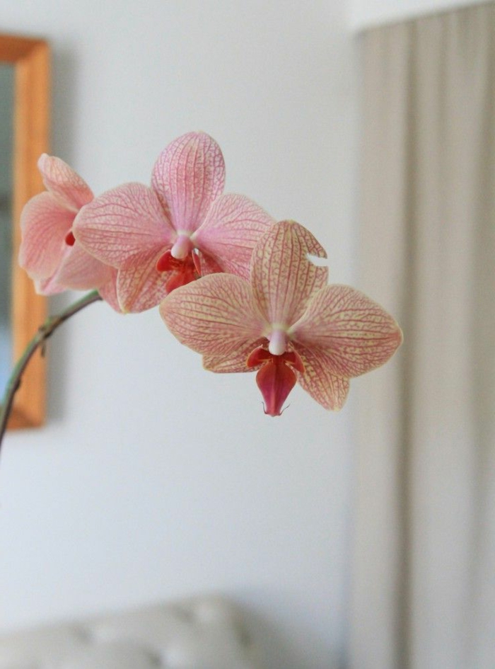 orchideen pflegen tipps sanfteblüten rosanuancen
