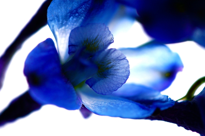 rittersporn gartenpflanzen blaue blüte nahaufnahme