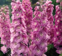 Der Rittersporn – sommerliche Inspiration mit prächtigen Blüten