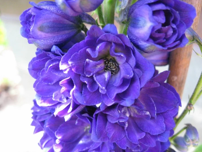 rittersporn gartenpflanze  saftige blüten blau