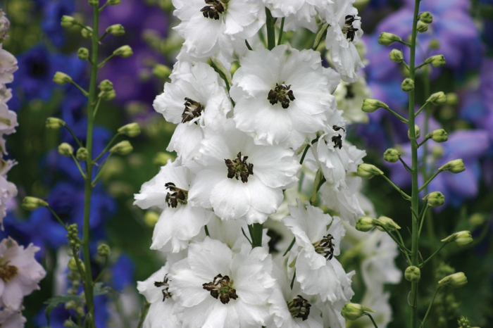 delphinium gartenpflanzen weiße blüten