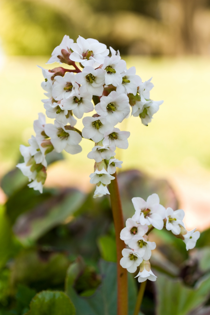 schattenpflanzen bergenie weiße blüten garten gestalten