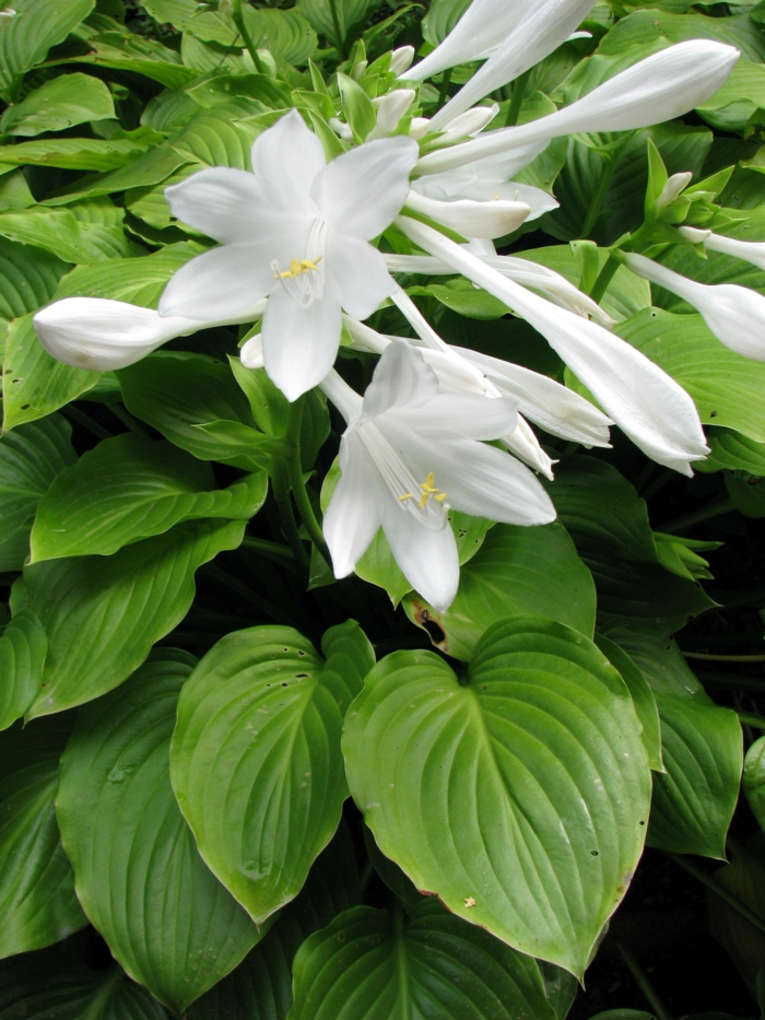 schattenpflanzen funkien weiße blüten garten gestalten