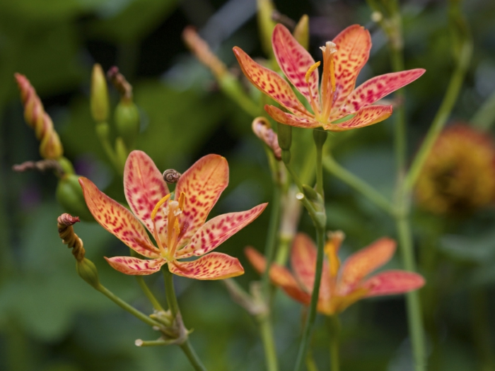 schattenpflanzen krötenlilie orange blüten garten gestalten