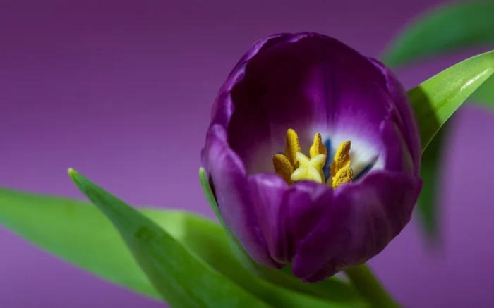 Die Farbe Lila tulpe