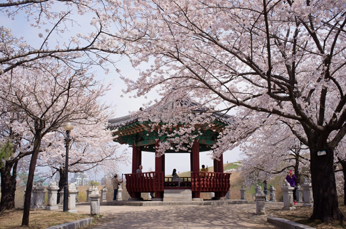 Hauptstadt von Südkorea Kirschblüten festival olymppia park