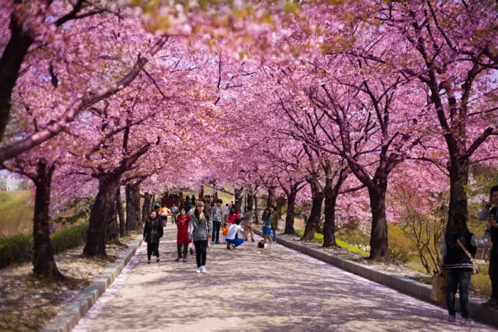 Hauptstadt von Südkorea Kirschblüten