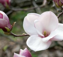 Die Schöhneit der Magnolien: Erste Schritte bei Anpflanzen und Pflege