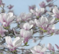 Die Schöhneit der Magnolien: Erste Schritte bei Anpflanzen und Pflege