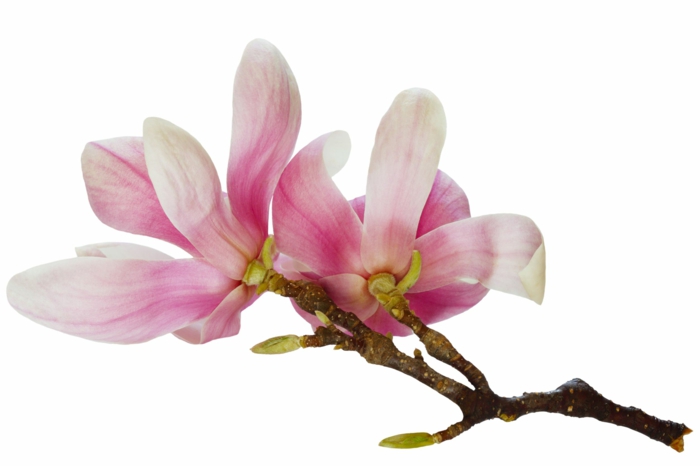 Magnolien blühten schönheit natürlichkeit