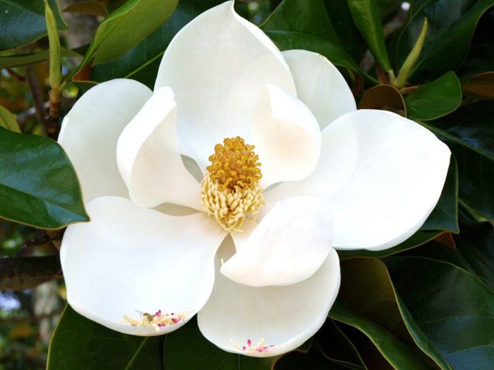 Magnolien weiß blühte schönheit der natur