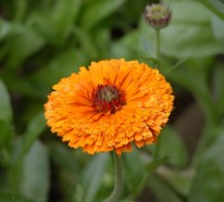 Ringelblumen- 4 Beweise für die heilende und pflegende Kraft der Natur