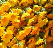 Ringelblumen- 4 Beweise für die heilende und pflegende Kraft der Natur