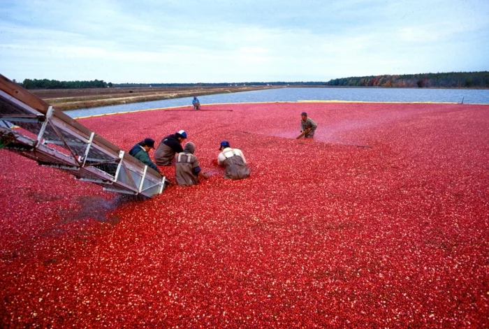 Was sind Cranberries verarbeiten