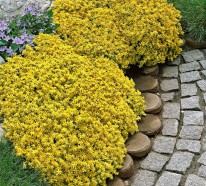Bodendecker – Setzen Sie auf herrliche Bodenbegrünung im Garten