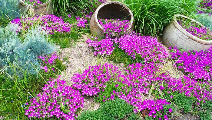 garten verschönern frische gartengestaltung bodendecker lila blüten