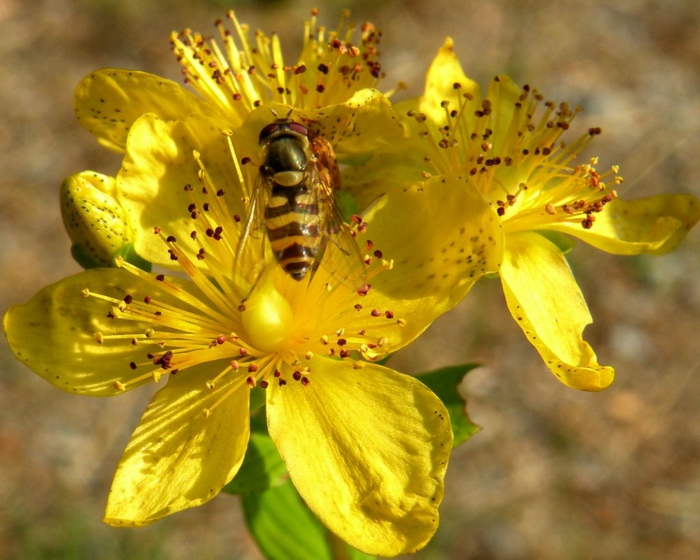 johanniskraut blüte biene heilpflanze gesundheit