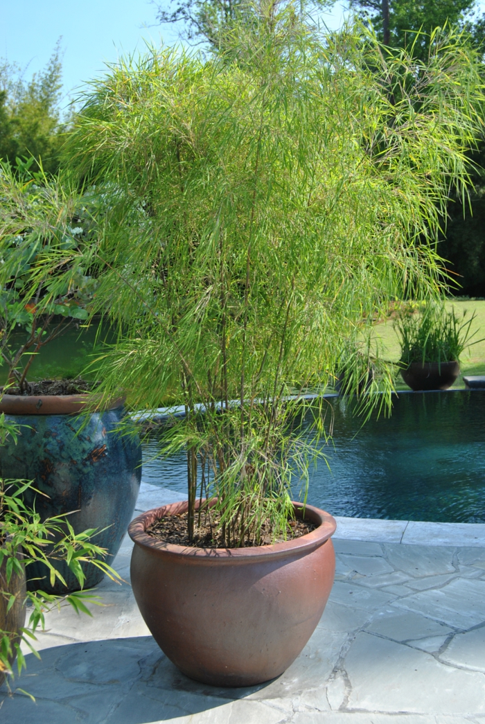 pflegeleichte gärten bambus blumentopf schöne gartenideen