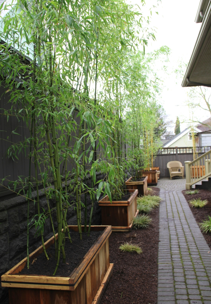 pflegeleichte gärten bambus züchten gartenpflanzen
