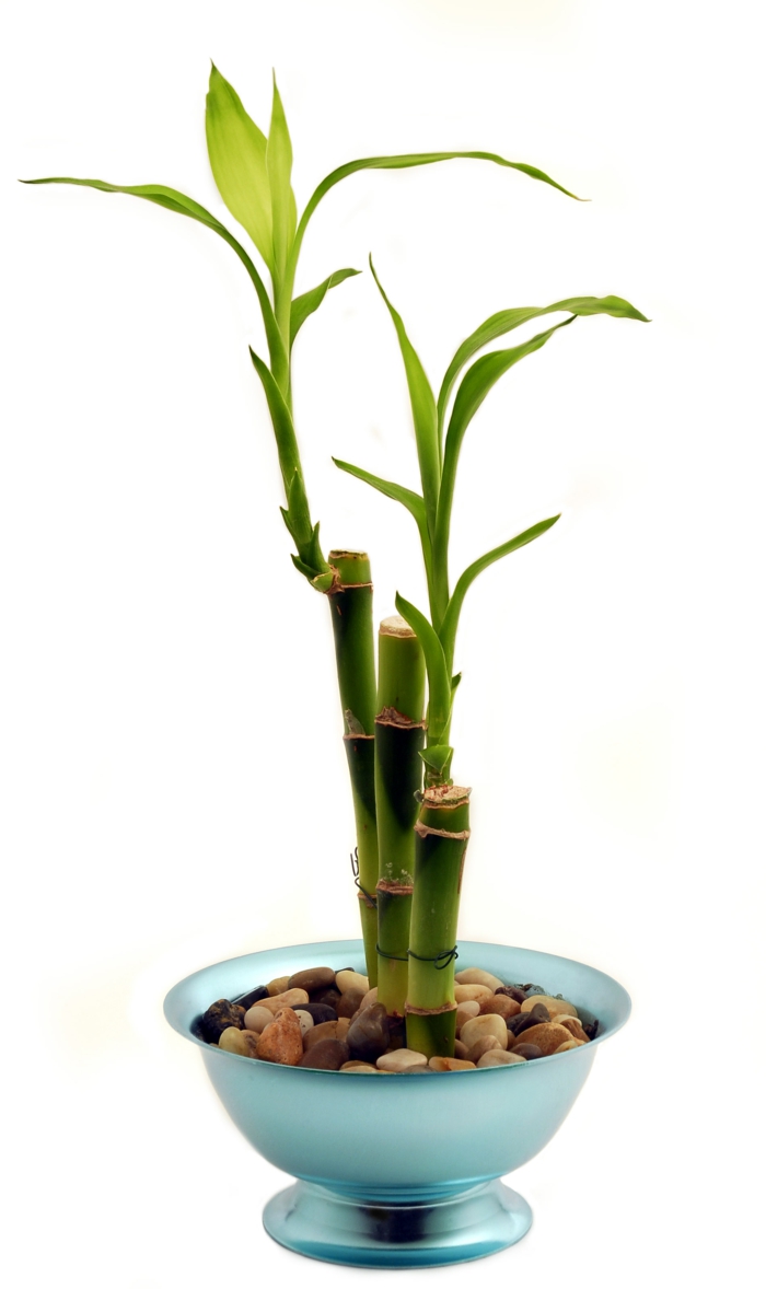 zimmerbambus indoor einpflanzen tipps