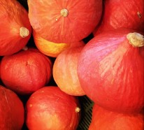 Hokkaido Kürbis- eine Frucht mit dreifachem Nutzen