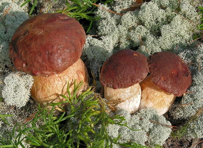 Pilze sammeln steinpilz