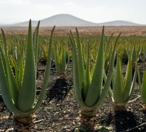 Was hilft gegen Sonnenbrand? – Nutzen Sie die heilende Wirkung der Aloe Vera Pflanze